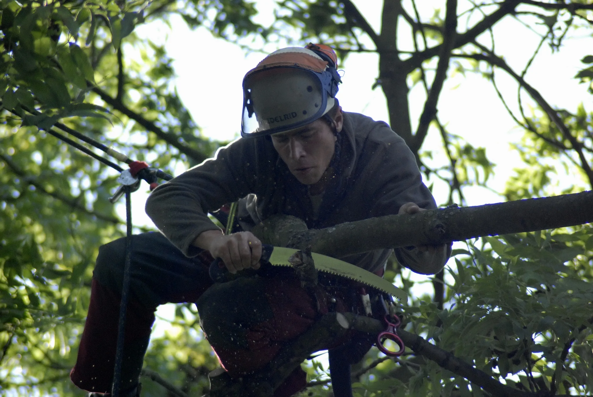 Baumpfleger mit Motorsäge und Schnittschutzkleidung im Baum
